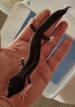 Leopardgecko Männchen Black night mack super snow poss.eclipse Bild 2