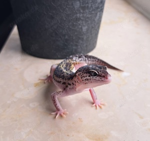 Leopardgecko Weibchen Black night mack snow eclipse 