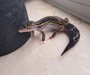 Leopardgecko Weibchen Black night mack snow eclipse 