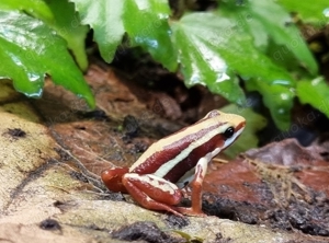 Epipedobates anthonyi Quappen Pfeilgiftfrösche Bild 2