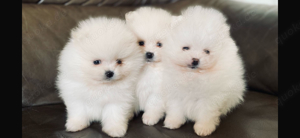 Deckrüde Spitz Zwergspitz Pomeranian SCHNEE WEISS (kein Verkauf) Bild 10
