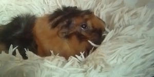 Meerschweinchen 