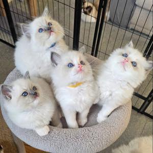 süßer Ragdoll-Wurf zu verkaufen
