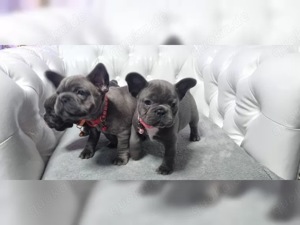 französische Bulldoggen Welpen!!