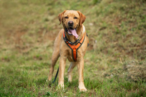 Mr. Sam, 4 Jahre - Labrador - Tierhilfe Franken e.V. Bild 10
