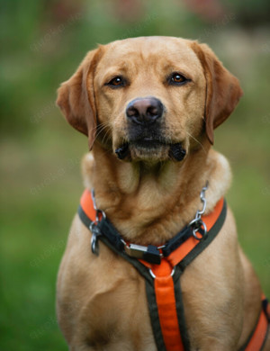 Mister Sam - 4 Jahre - Labrador - Tierhilfe Franken e.V. Bild 3