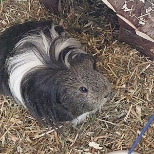 Paulchen, 1 Jahr - Sheltie - Tierhilfe Franken e.V.
