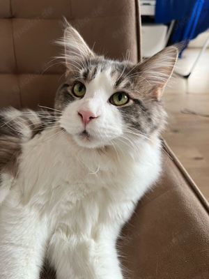 Maine Coon Kater unkastriert, jung abzugeben