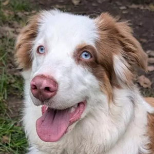 Vaiana, 11 Monate - Australian Shepherd - Tierhilfe Franken e.V.