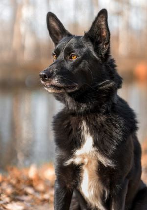 Mobby, 3 Jahre - Mischling - Tierhilfe Franken e.V. Bild 2