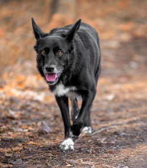 Mobby, 3 Jahre - Mischling - Tierhilfe Franken e.V. Bild 9