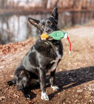 Mobby, 3 Jahre - Mischling - Tierhilfe Franken e.V. Bild 4