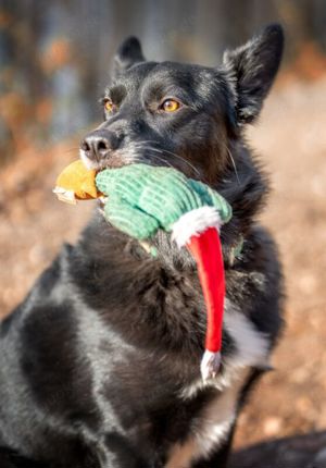 Mobby, 3 Jahre - Mischling - Tierhilfe Franken e.V. Bild 8