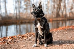 Mobby, 3 Jahre - Mischling - Tierhilfe Franken e.V.