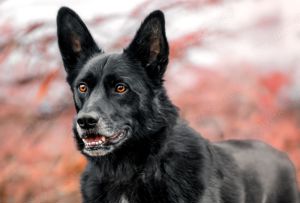 Mobby, 3 Jahre - Mischling - Tierhilfe Franken e.V. Bild 10