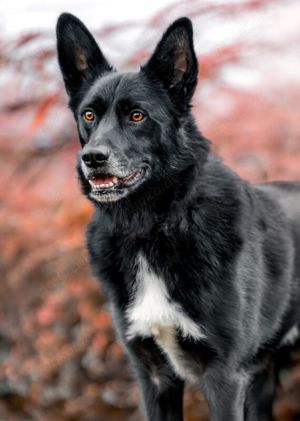 Mobby, 3 Jahre - Mischling - Tierhilfe Franken e.V. Bild 6