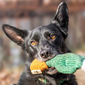 Mobby, 3 Jahre - Mischling - Tierhilfe Franken e.V.
