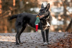 Mobby, 3 Jahre - Mischling - Tierhilfe Franken e.V. Bild 7