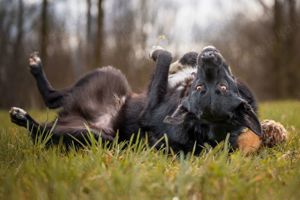 Mobby, 3 Jahre - Mischling - Tierhilfe Franken e.V. Bild 5