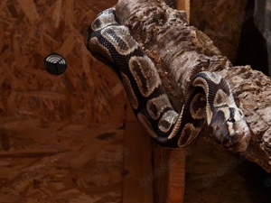 Königspython, Python Regius 0.1 NZ 2010