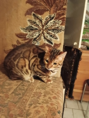 Extra klassige Bengalkatze mit blaue imfopes und große Rosetten