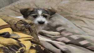 Fanni (geb. ca. Nov. 2024) lebt in ungarischem Tierheim und sucht ein Zuhause