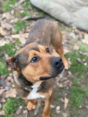 Shabo,z.Z. in Ungarn, eine sehr liebe und verschmuste Hündin