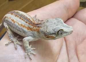 0.0.1 Rhacodactylus auriculatus 