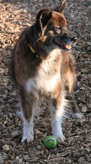Stella - Pastor Gomera Mix sucht ihre Familie Bild 7