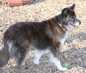 Stella - Pastor Gomera Mix sucht ihre Familie Bild 9