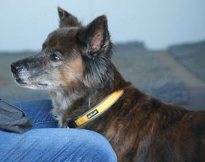 Stella - Pastor Gomera Mix sucht ihre Familie Bild 5
