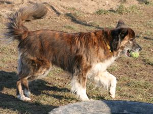 Stella - Pastor Gomera Mix sucht ihre Familie Bild 6