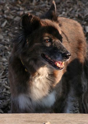 Stella - Pastor Gomera Mix sucht ihre Familie