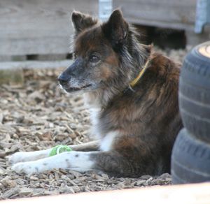 Stella - Pastor Gomera Mix sucht ihre Familie Bild 8