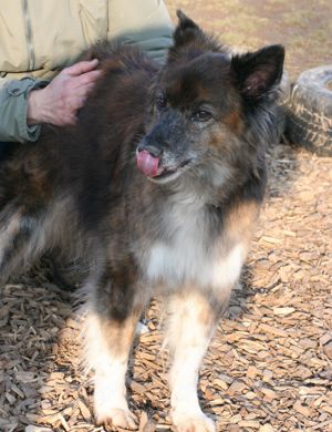 Stella - Pastor Gomera Mix sucht ihre Familie Bild 10