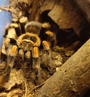 Brachypelma hamorii   smithi