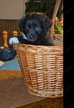 Australian shepherd Welpen Reinrassig 