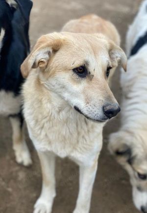 Myanmar, geb. ca. 01 2024, lebt in GRIECHENLAND, auf einer privaten Pflegestelle  Bild 5