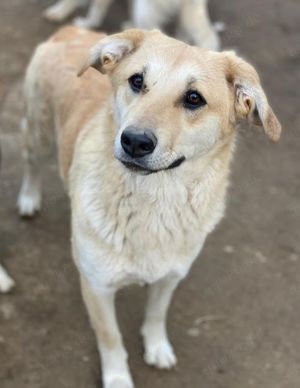 Myanmar, geb. ca. 01 2024, lebt in GRIECHENLAND, auf einer privaten Pflegestelle  Bild 3