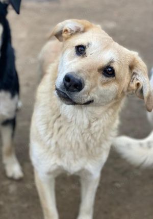 Myanmar, geb. ca. 01 2024, lebt in GRIECHENLAND, auf einer privaten Pflegestelle  Bild 8