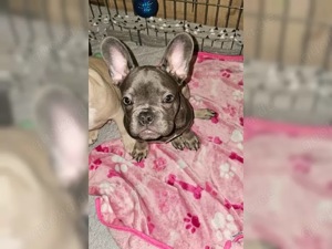 süße französische Bulldoggen Welpen