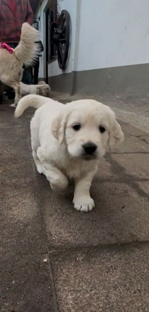 Golden Retriever welpen Bild 2
