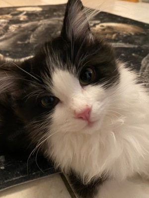 Reinrassige Ragdoll   Cherubim Kitten auszugsbereit  Bild 3