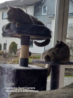 Katzen paar BKH