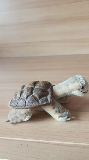 Verkaufe gebrauchte Steiff Schildkröte