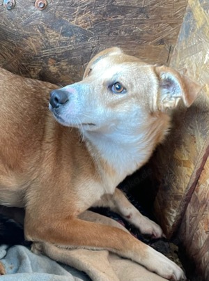 Sarah, z.Z. in Ungarn, ist zurückhaltend und ein freundlicher Ersthund wäre schön