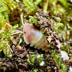 Biete Nachzuchten von Cubaris spec "Panda King Ghost Bee"