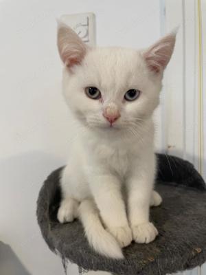 Thaikatze Katzen & Katzenbabys kaufen, verkaufen & zu verschenken