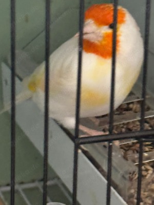 Stieglitz Major Mutation 