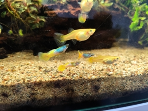 Guppys, Hummel Guppys, Bumblebee Guppys 